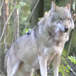 Lobos grises en California
