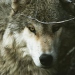El lobo ibérico