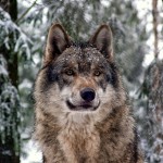 Lobos en Oregón